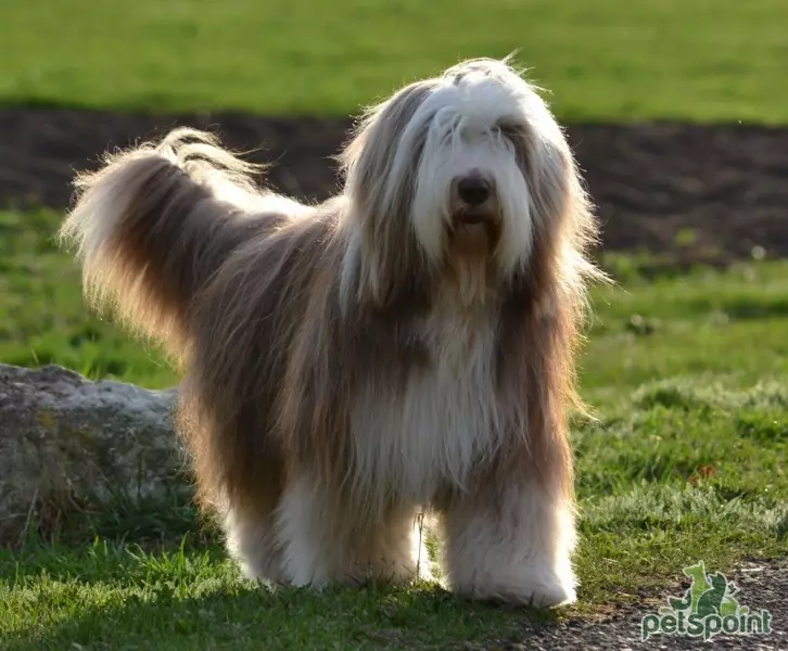 Bearded Collie (Picha 38): Maelezo ya Mbwa 