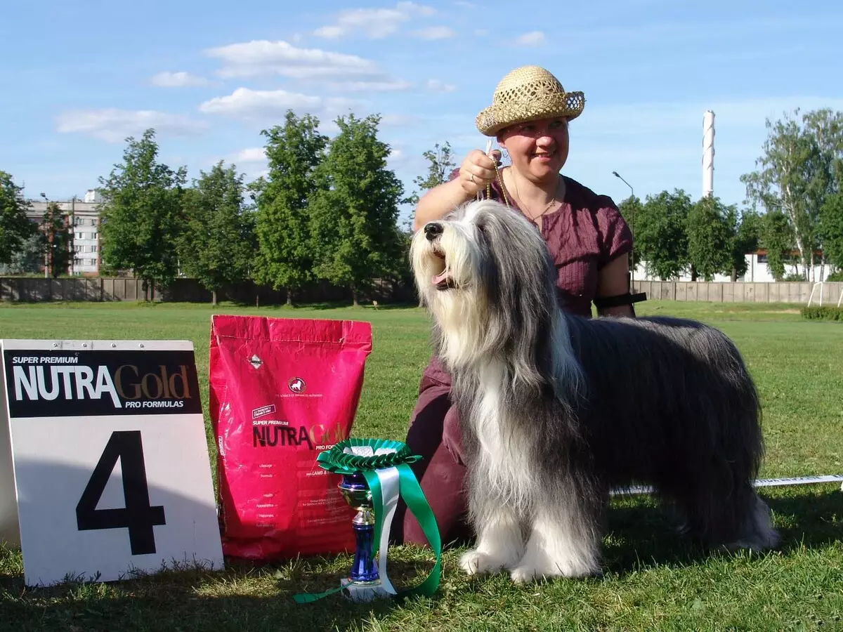 Bearded Collie (Picha 38): Maelezo ya Mbwa 