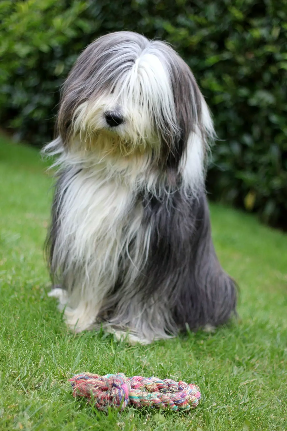 Bearded Collie (Picha 38): Maelezo ya Mbwa 