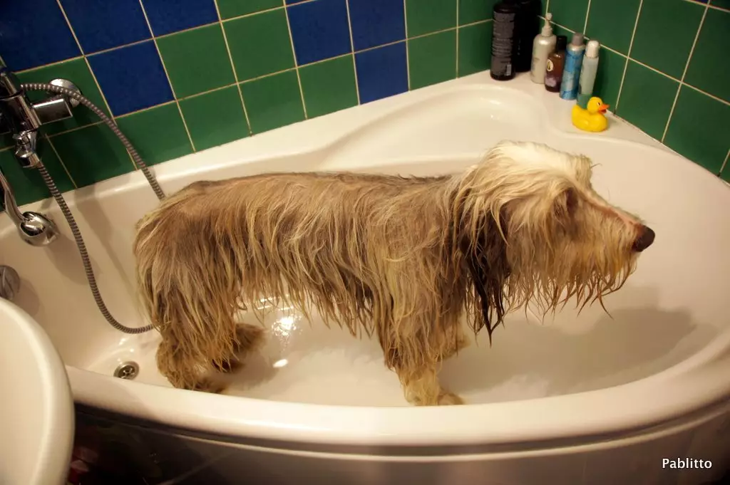 Bearded Collie (Picha 38): Maelezo ya Mbwa 