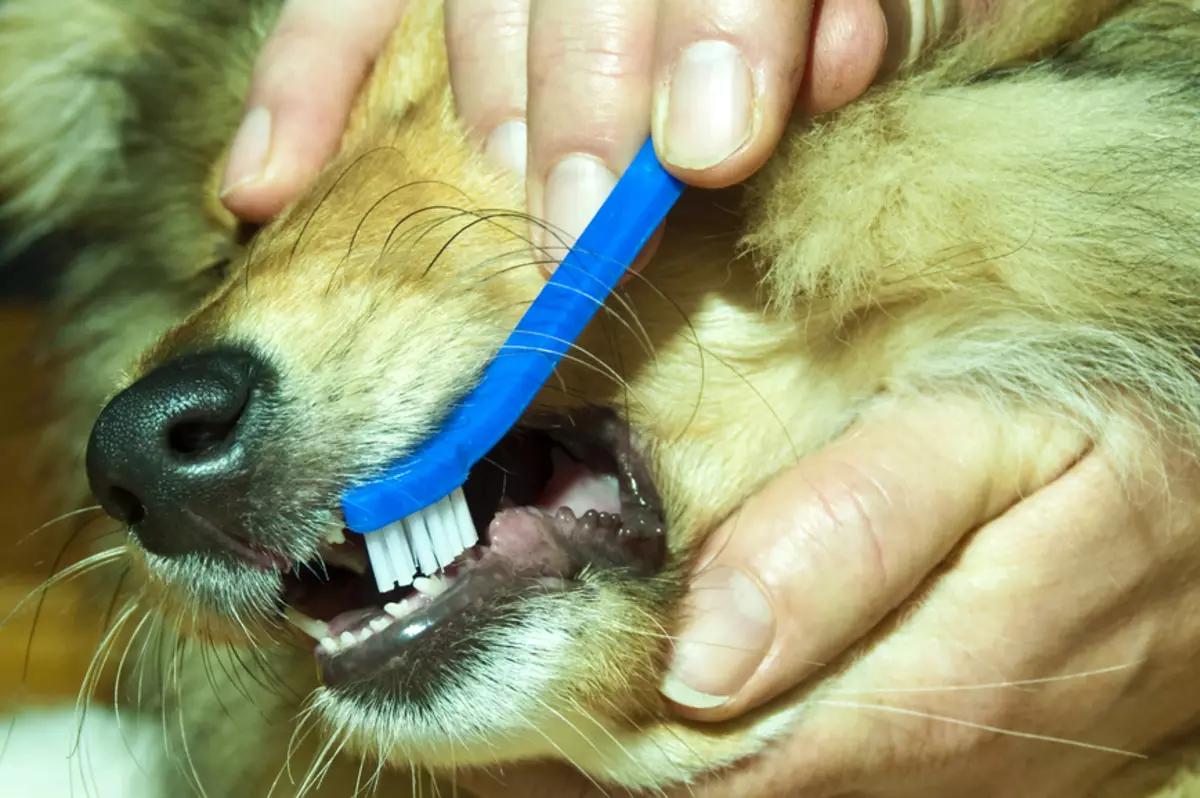 Barbuto collie (38 foto): Descrizione della razza dei cani 