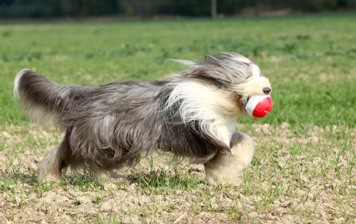 Collie barbudo (38 fotos): Descrición da raza de cans 