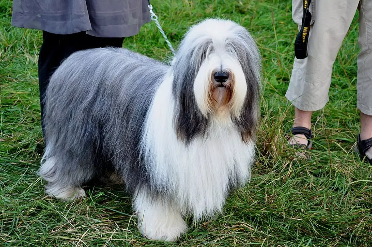 Bearded Collie (Picha 38): Maelezo ya Mbwa 