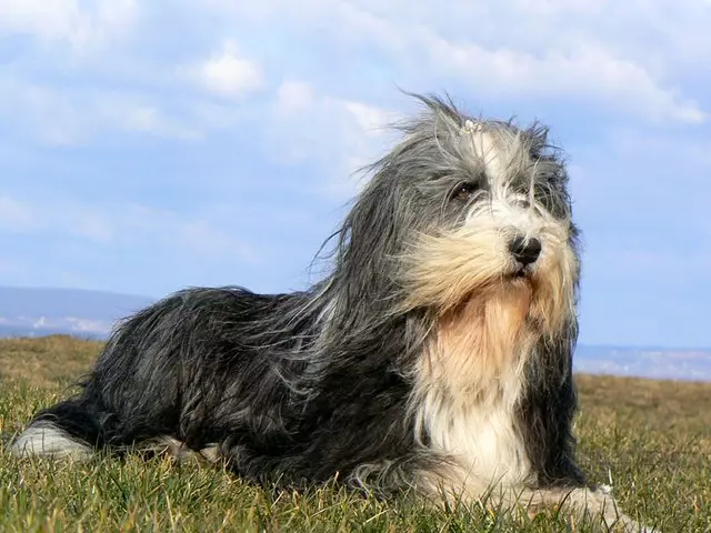 Janggut Collie (38 gambar): Perihalan Breed of Dogs 