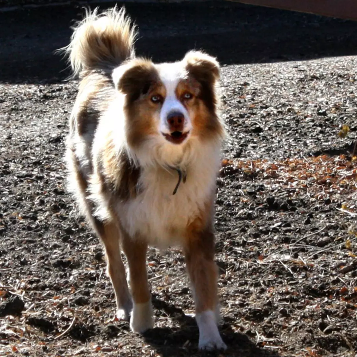 Dog Metis (39 fotos): Descrición das razas mixtas e contido de cachorros. Que é Metis? Mestura inusual e mesturas de cans pequenos e grandes 12255_13
