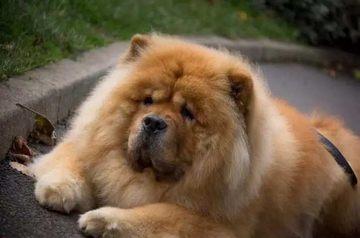 Trah anjing Cina (26 foto): Anjing kecil dan besar dengan nama, hewan yang paling dicintai dari kaisar, anjing merah berbulu 12259_17