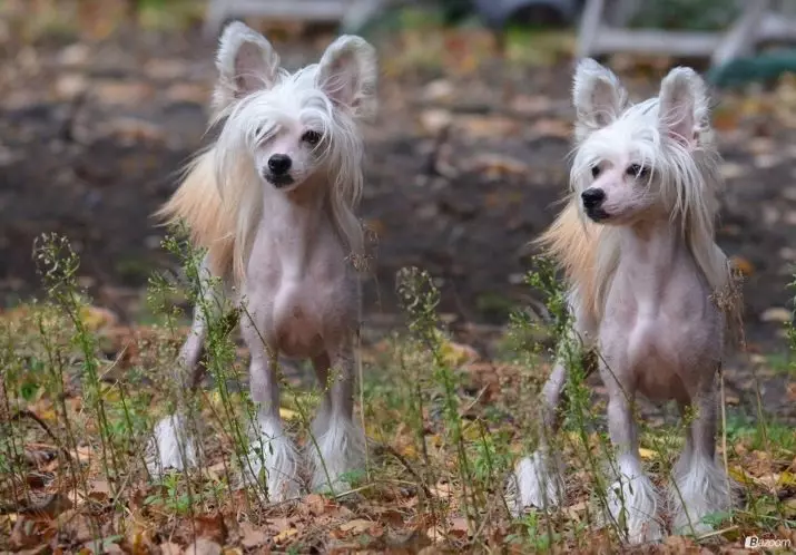 Çin köpek ırkları (26 fotoğraf): isimleri olan küçük ve büyük köpekler, imparatorların en sevilen hayvanları, kırmızı kabarık köpek-ayı 12259_19