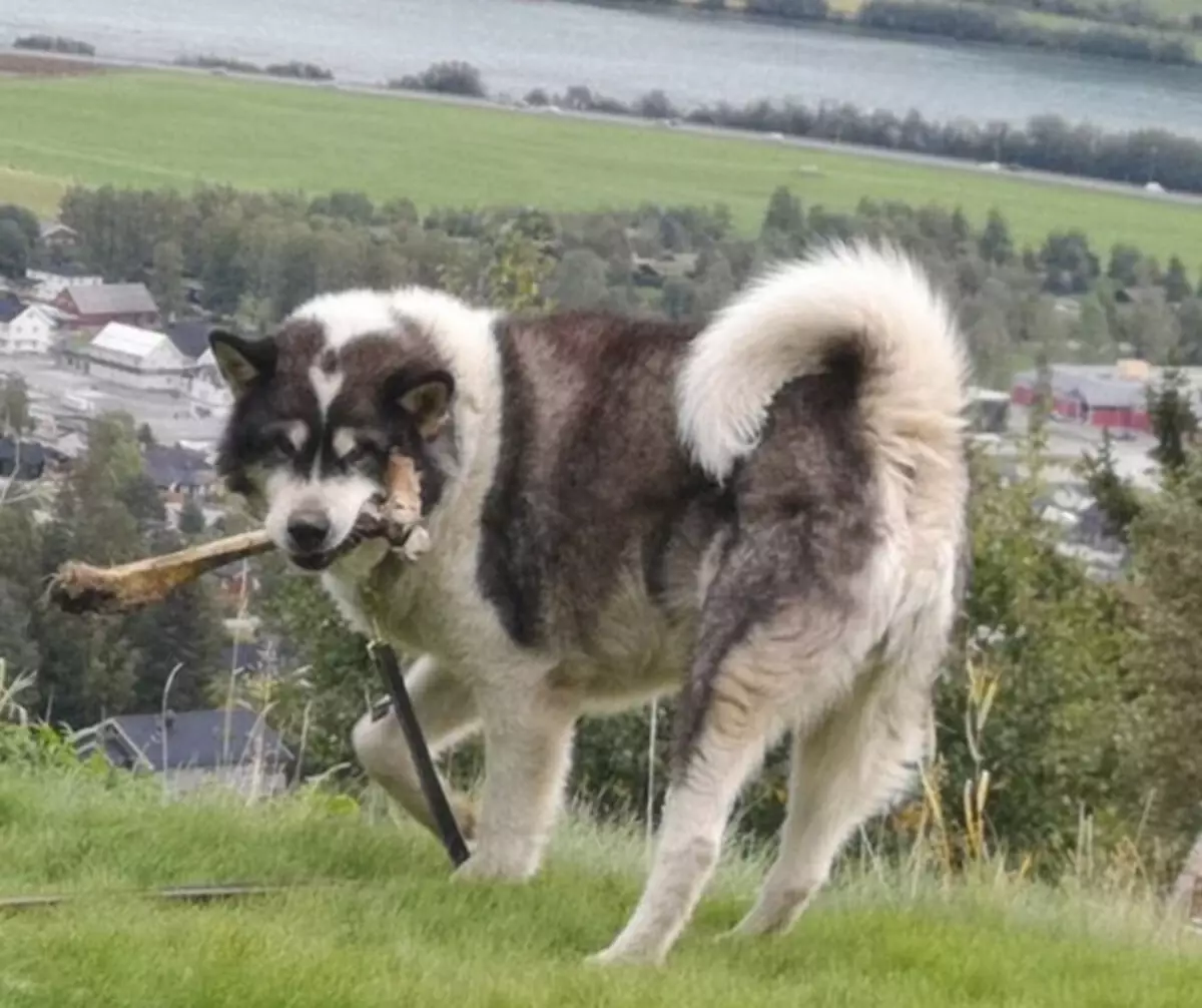 Grönland kutya (21 fotó): A lovas rock kutyáinak leírása, a Prentexhund kölykök karaktere. Tartalmuk feltételei 12261_10