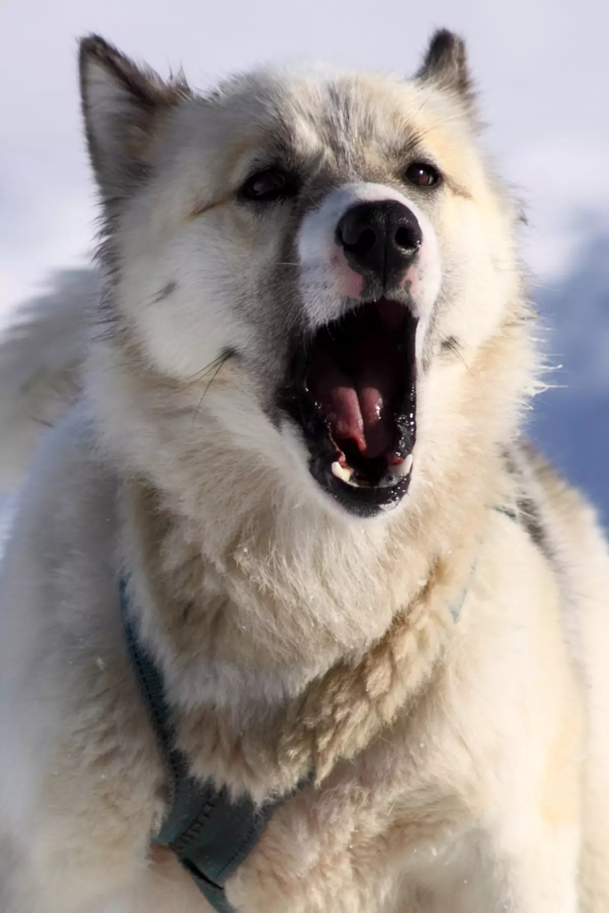 Greenland Dog (21 foto): Descrizione dei cani della roccia di equitazione, il carattere dei cuccioli di PrentExhund. Condizioni per il loro contenuto 12261_11