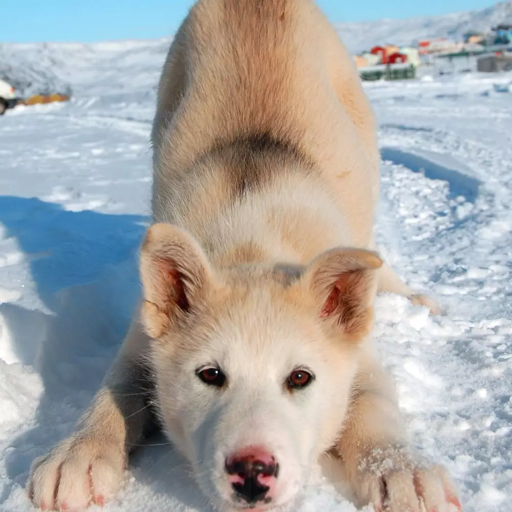 Greenland Dog (21 foto): Descrizione dei cani della roccia di equitazione, il carattere dei cuccioli di PrentExhund. Condizioni per il loro contenuto 12261_12