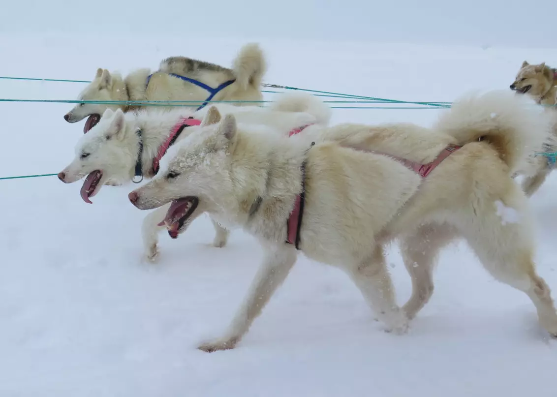 Greenland Dog (21 foto): Descrizione dei cani della roccia di equitazione, il carattere dei cuccioli di PrentExhund. Condizioni per il loro contenuto 12261_13