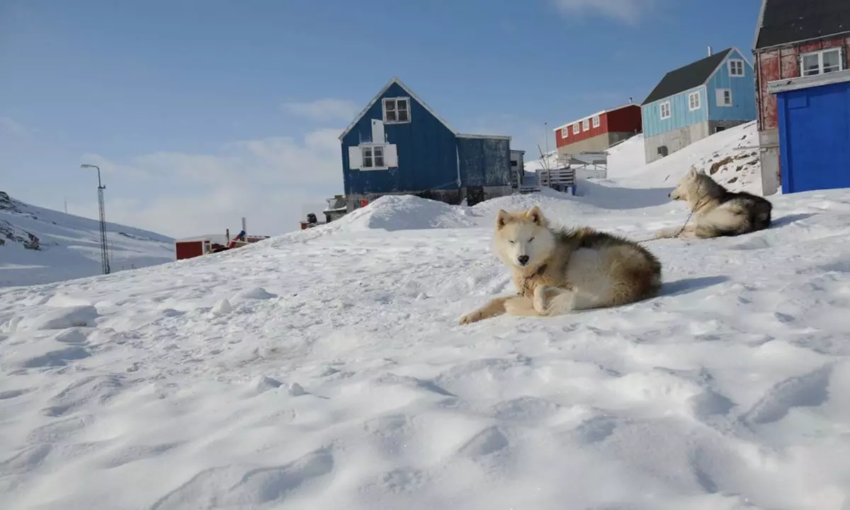Greenland Dog (21 foto): Descrizione dei cani della roccia di equitazione, il carattere dei cuccioli di PrentExhund. Condizioni per il loro contenuto 12261_14