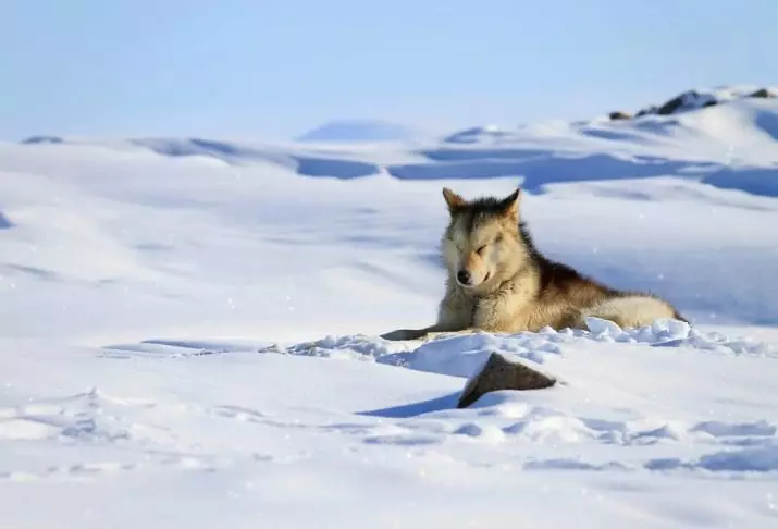 Grönland kutya (21 fotó): A lovas rock kutyáinak leírása, a Prentexhund kölykök karaktere. Tartalmuk feltételei 12261_18