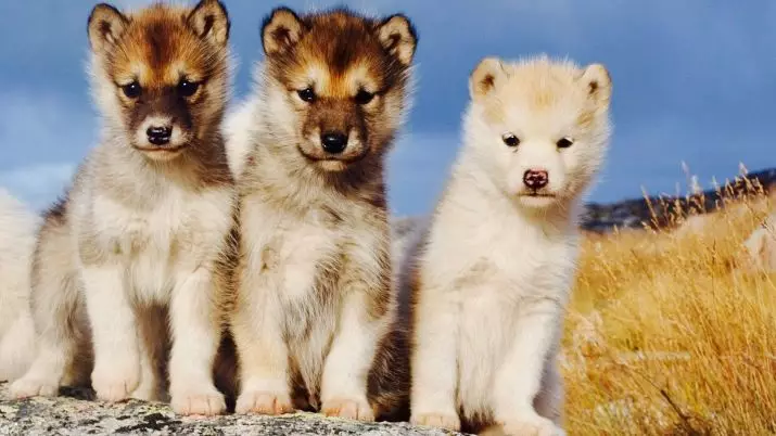 Gröönimaa koer (21 fotot): ratsutamisskivide koerte kirjeldus, Prentexhundi kutsikate iseloom. Nende sisu tingimused 12261_19
