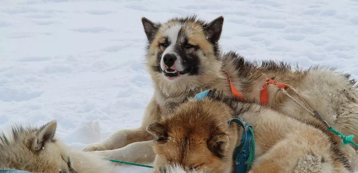 Greenland Dog (21 foto): Deskripsi anjing Riding Rock, karakter Puppies Prentexhund. Kondisi untuk konten mereka 12261_2