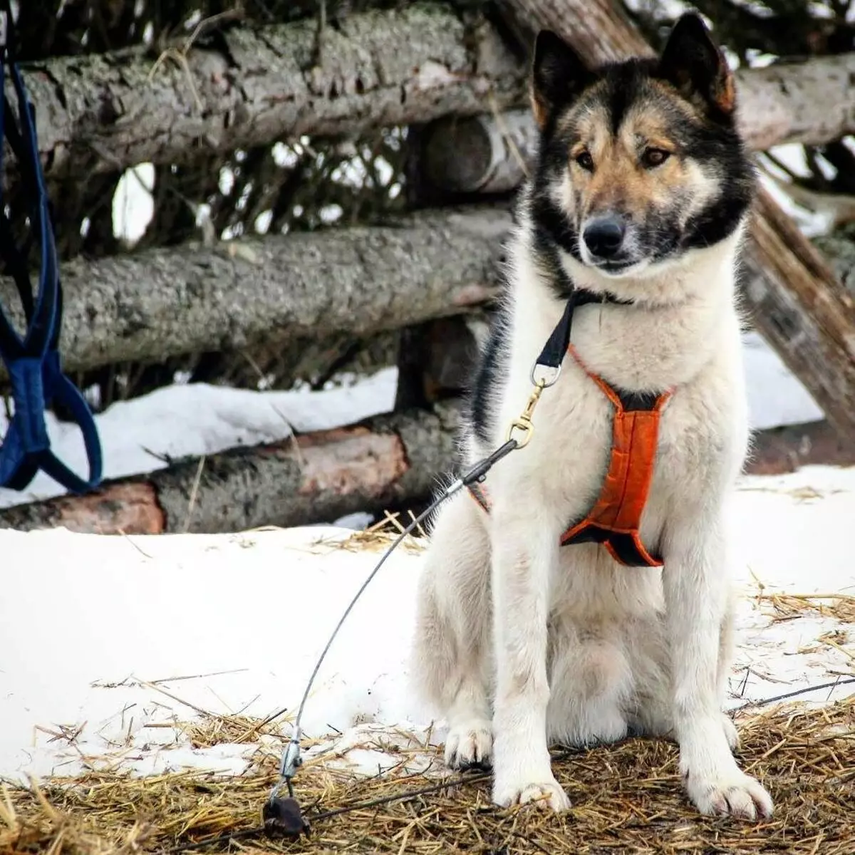 Greenland Dog (21 foto): Descrizione dei cani della roccia di equitazione, il carattere dei cuccioli di PrentExhund. Condizioni per il loro contenuto 12261_20