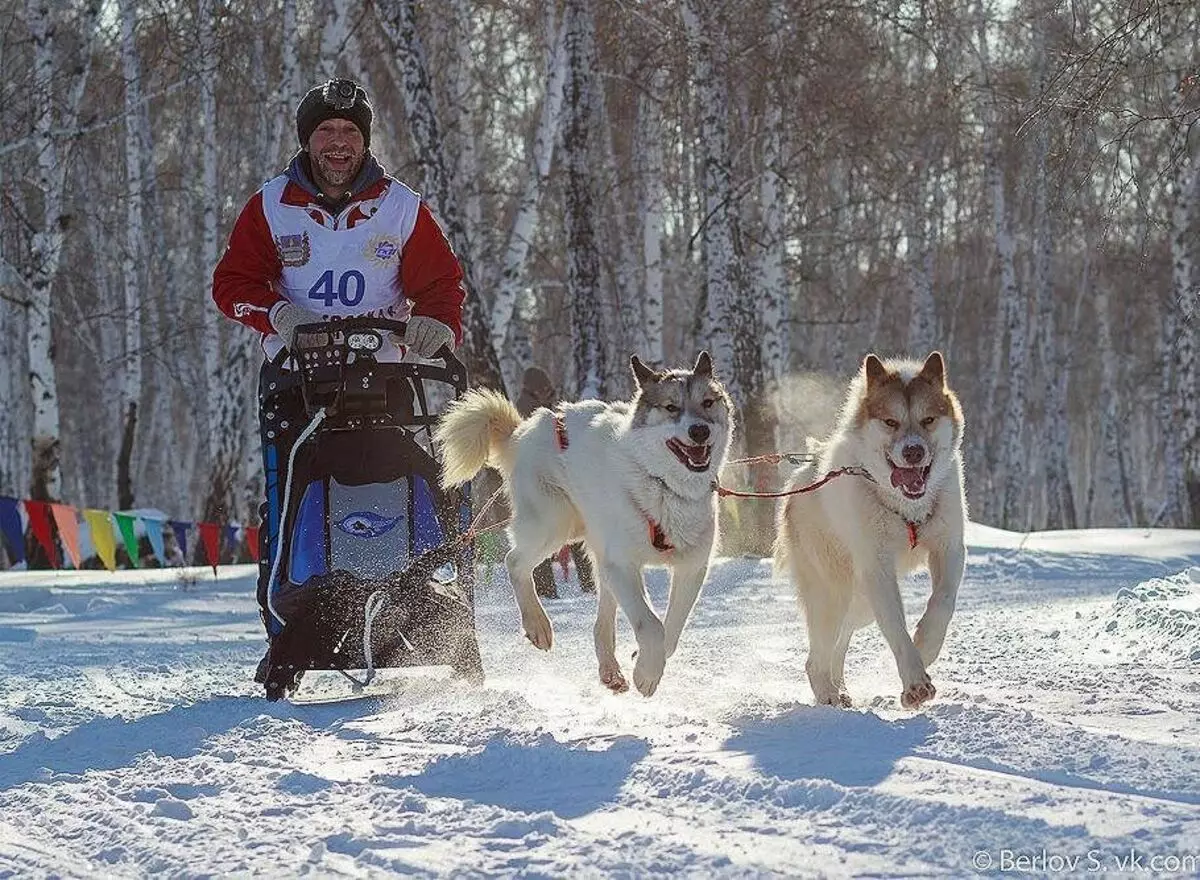 Gröönimaa koer (21 fotot): ratsutamisskivide koerte kirjeldus, Prentexhundi kutsikate iseloom. Nende sisu tingimused 12261_21