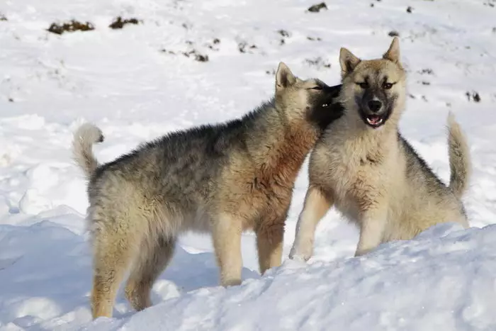 Greenland Dog (21 foto): Descrizione dei cani della roccia di equitazione, il carattere dei cuccioli di PrentExhund. Condizioni per il loro contenuto 12261_3