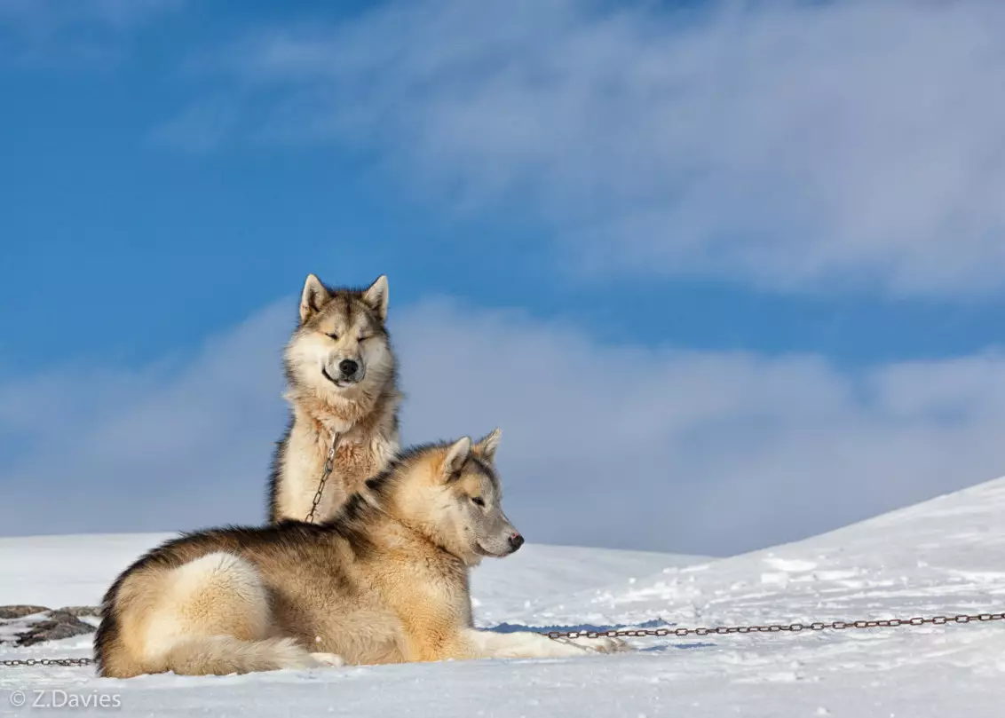 Greenland Dog (21 foto): Descrizione dei cani della roccia di equitazione, il carattere dei cuccioli di PrentExhund. Condizioni per il loro contenuto 12261_4