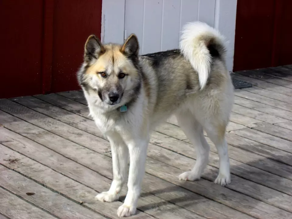 Greenland Dog (21 foto): Descrizione dei cani della roccia di equitazione, il carattere dei cuccioli di PrentExhund. Condizioni per il loro contenuto 12261_5