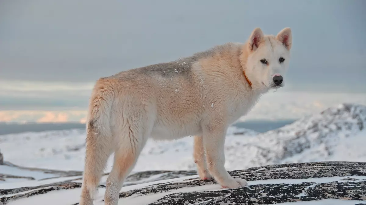 Greenland Dog (21 foto): Descrizione dei cani della roccia di equitazione, il carattere dei cuccioli di PrentExhund. Condizioni per il loro contenuto 12261_7