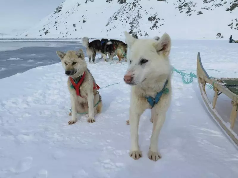 Greenland Dog (21 foto): Descrizione dei cani della roccia di equitazione, il carattere dei cuccioli di PrentExhund. Condizioni per il loro contenuto 12261_9