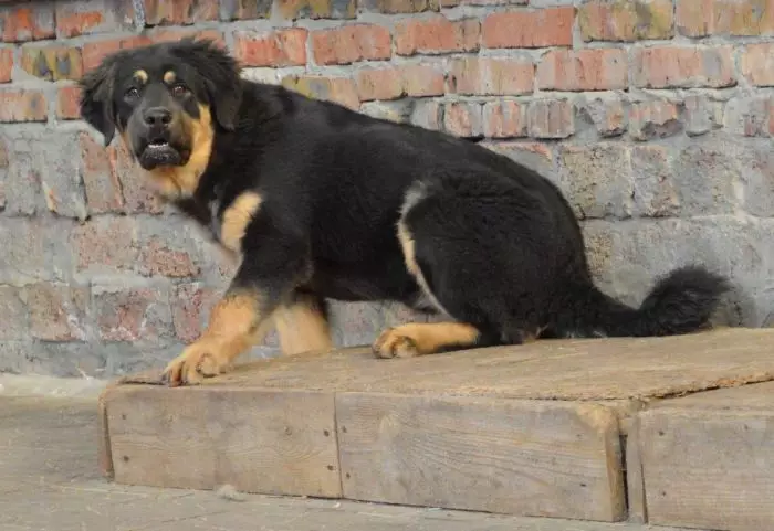 Buryat mongoļu vilku suns (36 fotogrāfijas): kas ir karstākie? Suņu šķirņu apraksts, Piemēroti kucēni kucēniem, īpašnieku atsauksmes 12263_13