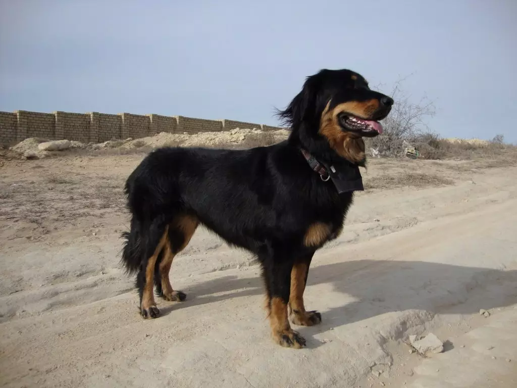 Buryat mongoļu vilku suns (36 fotogrāfijas): kas ir karstākie? Suņu šķirņu apraksts, Piemēroti kucēni kucēniem, īpašnieku atsauksmes 12263_14