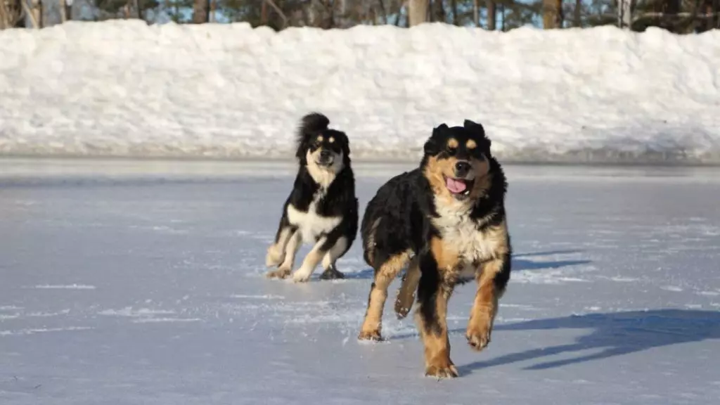 Buryat mongoļu vilku suns (36 fotogrāfijas): kas ir karstākie? Suņu šķirņu apraksts, Piemēroti kucēni kucēniem, īpašnieku atsauksmes 12263_17