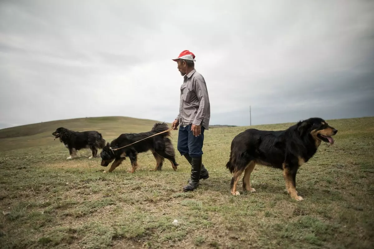 Buryat mongoļu vilku suns (36 fotogrāfijas): kas ir karstākie? Suņu šķirņu apraksts, Piemēroti kucēni kucēniem, īpašnieku atsauksmes 12263_21