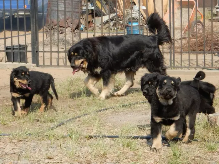 Buryat mongoļu vilku suns (36 fotogrāfijas): kas ir karstākie? Suņu šķirņu apraksts, Piemēroti kucēni kucēniem, īpašnieku atsauksmes 12263_22