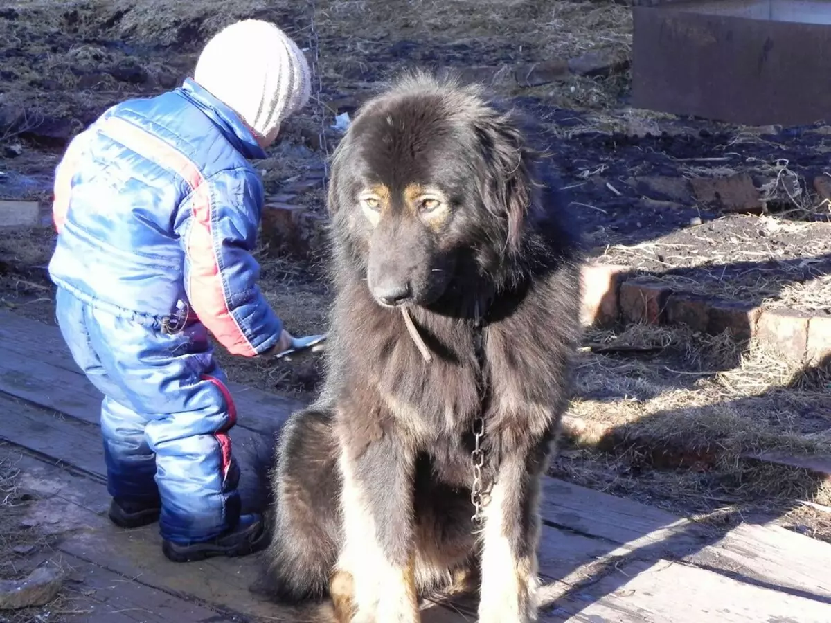 Buryat mongoļu vilku suns (36 fotogrāfijas): kas ir karstākie? Suņu šķirņu apraksts, Piemēroti kucēni kucēniem, īpašnieku atsauksmes 12263_23