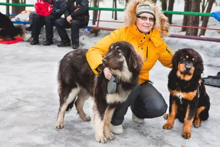 Buryat mongoļu vilku suns (36 fotogrāfijas): kas ir karstākie? Suņu šķirņu apraksts, Piemēroti kucēni kucēniem, īpašnieku atsauksmes 12263_36