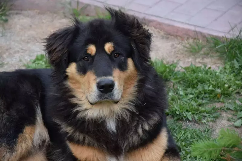 Buryat mongoļu vilku suns (36 fotogrāfijas): kas ir karstākie? Suņu šķirņu apraksts, Piemēroti kucēni kucēniem, īpašnieku atsauksmes 12263_8