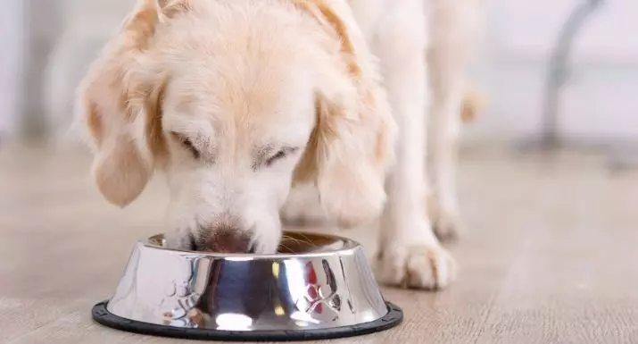 Мелење брашно за кучиња (16 фотографии): Како да се примени коска брашно? Колку можете да дадете кученца? 12264_10