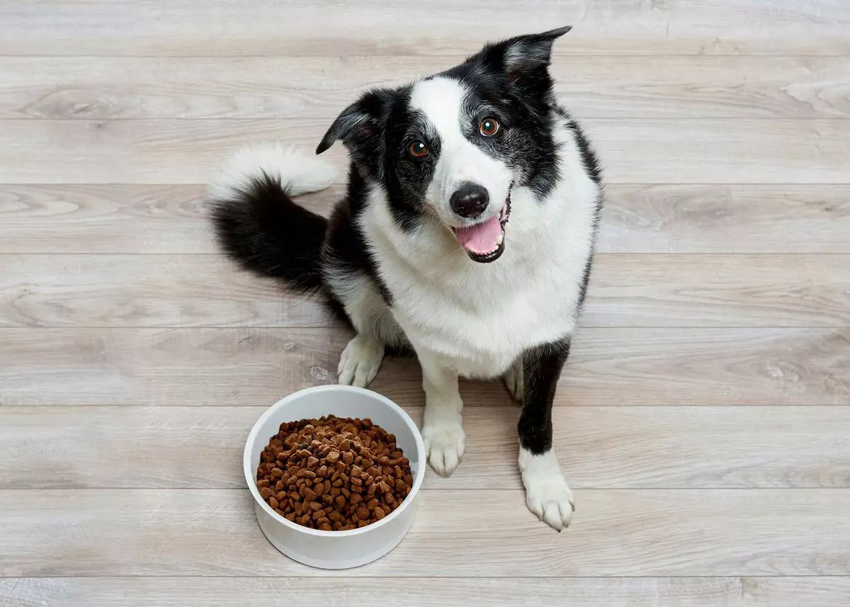 Суха храна за кучета: рейтинг на най-добрите производители. Преглед на преглед. Как да изберем храна за активни и други кучета? Ветеринарни прегледи 12268_2