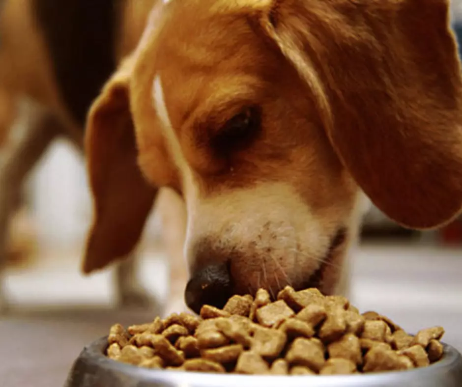 Суха храна за кучета: рейтинг на най-добрите производители. Преглед на преглед. Как да изберем храна за активни и други кучета? Ветеринарни прегледи 12268_35
