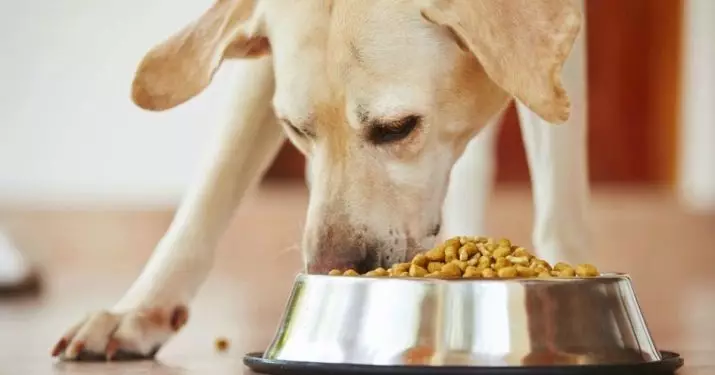 Comida seca para perros: calificación de los mejores fabricantes. Ver descripción general. ¿Cómo elegir la comida para los perros activos y otros? Veterinarios opiniones 12268_7