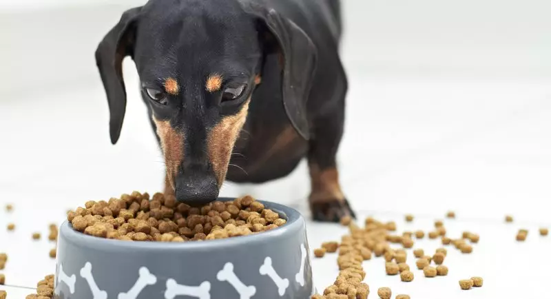 Suché potraviny pre psov: hodnotenie najlepších výrobcov. Zobraziť prehľad. Ako si vybrať jedlo pre aktívnych a iných psov? Veterinárne hodnotenie 12268_8