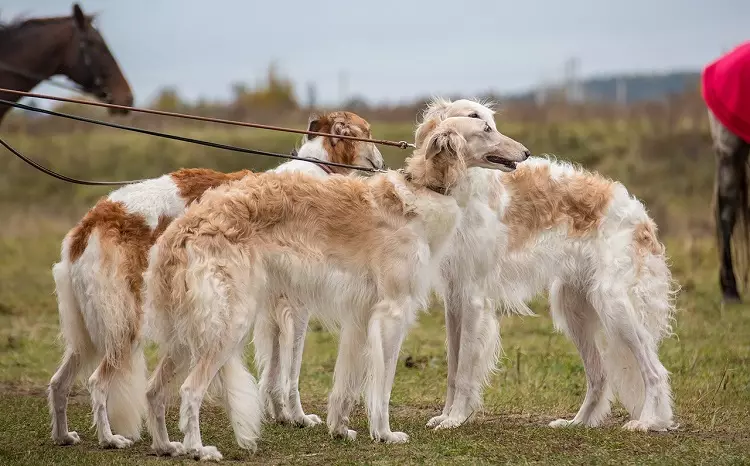 Broke Dogs (42 foto): Descrizione dei cuccioli. Mosca e Kangarov, caccia australiana e altre razze 12269_13