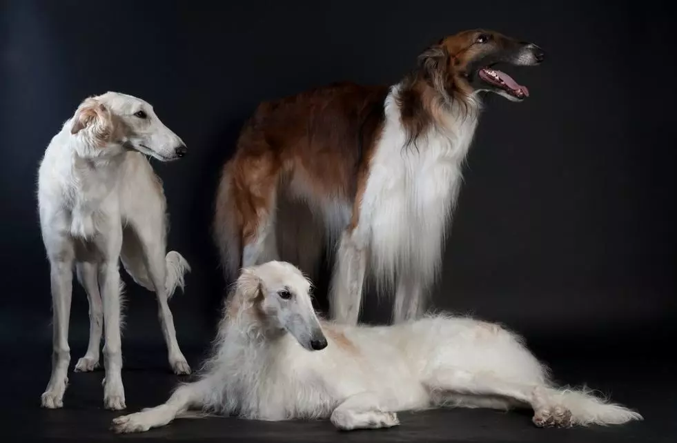 Broke Dogs (42 ảnh): Mô tả về chó con. Moscow và Kangarov, săn bắn Úc và các giống khác 12269_2