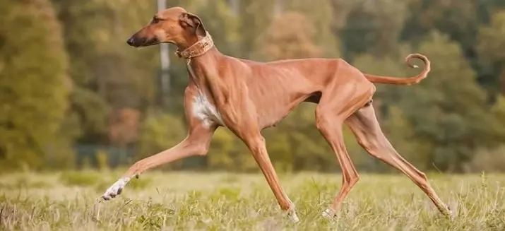 Broke Dogs (42 ảnh): Mô tả về chó con. Moscow và Kangarov, săn bắn Úc và các giống khác 12269_20