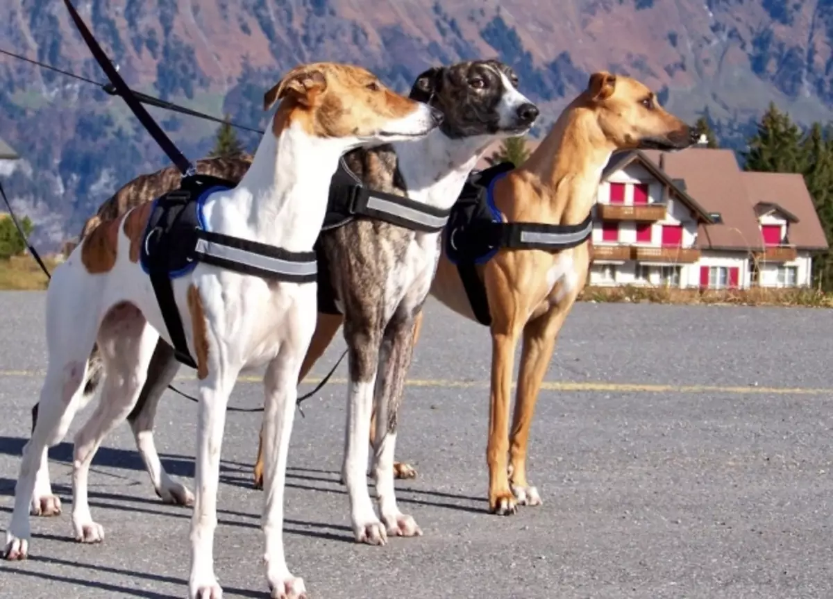 Broke Dogs (42 foto): Descrizione dei cuccioli. Mosca e Kangarov, caccia australiana e altre razze 12269_31