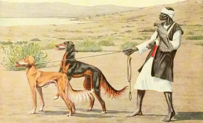 爆發狗（42張）：小狗的描述。莫斯科和袋鼠，澳大利亞狩獵和其他品種 12269_8
