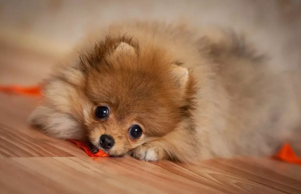 สุนัขปุยขนาดเล็ก (32 รูป): ขนดกและขนดกสุนัขเล็ก ๆ ที่มีชื่อ 12275_17