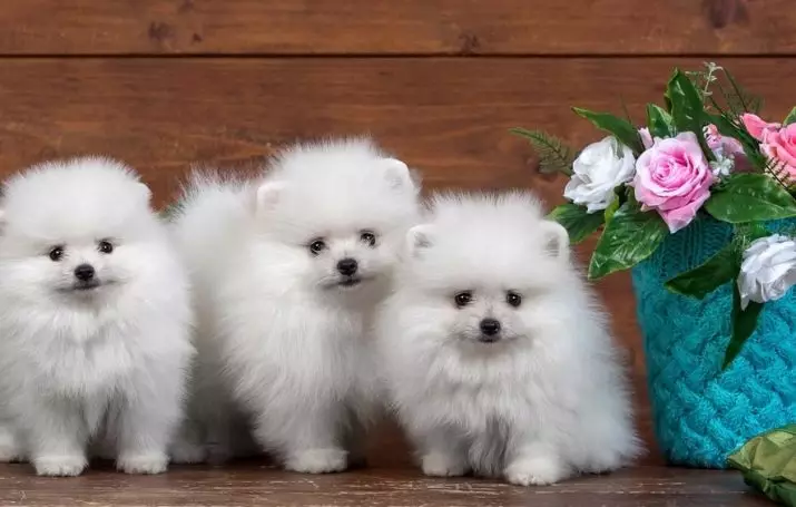 چھوٹے fluffy کتوں (32 فوٹو): ناموں کے ساتھ بال اور shaggy لٹل کتے نسل 12275_7