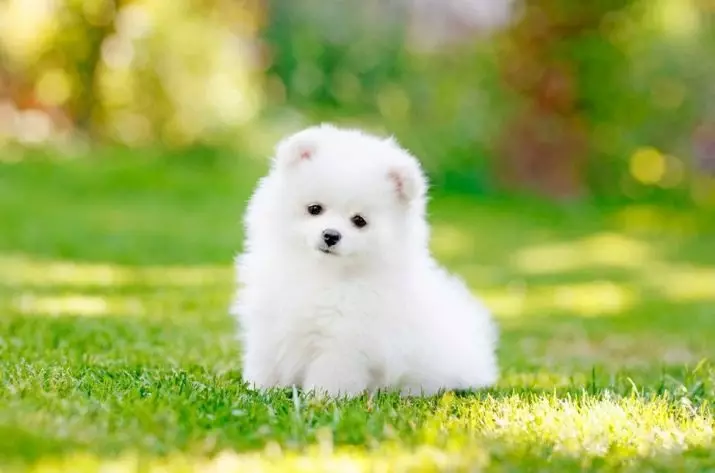 Små fluffy hunde (32 billeder): Håret og shaggy lille hund racer med navne 12275_8