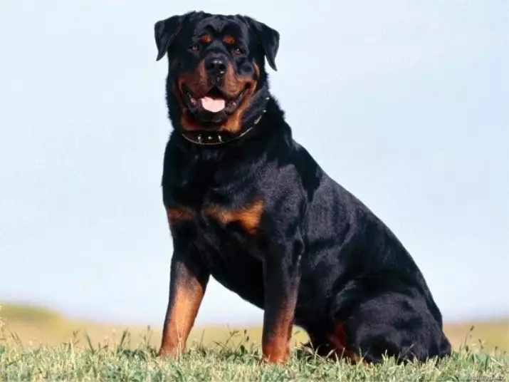 Store glattehårede hunde: Shorthårede klipper af store størrelser af sort / hvid, grå og andre farver 12276_10