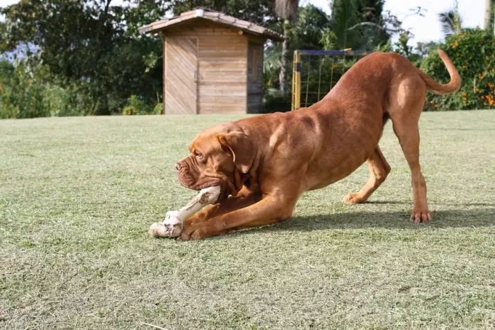 Store glattehårede hunde: Shorthårede klipper af store størrelser af sort / hvid, grå og andre farver 12276_11