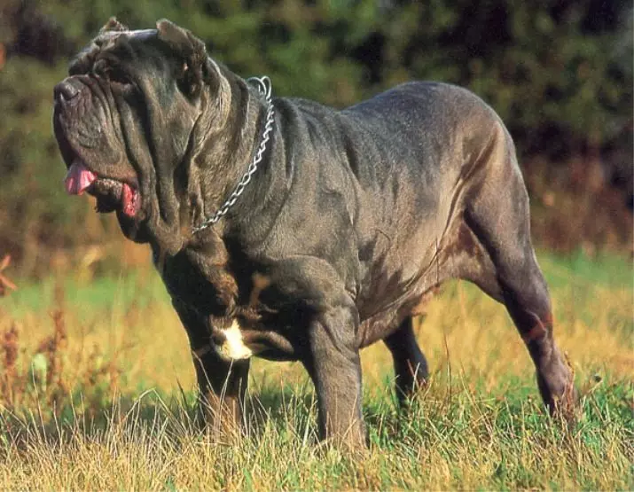 Suuret pehmeät koirat: lyhytkarvainen kivi suurikokoisia mustavalkoisia, harmaa ja muita värejä 12276_12